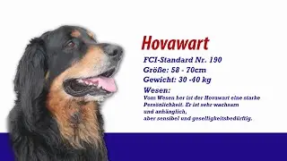 Meister PETz TV - Hovawart