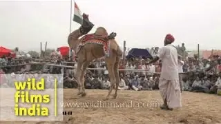 Camel dance during Pushkar mela, Rajasthan