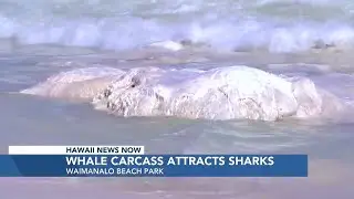 Whale carcass attracts sharks in Waimanalo