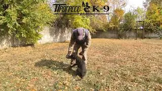 Дрессировка щенка немецкой овчарки по кличке ДИК. German Shepherd Dog.