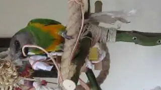 Herman fouraging.wmv
