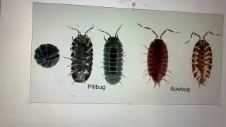 Pill Bugs Vs. Sow Bugs