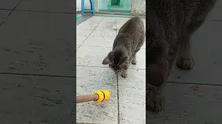 Time Machine Cats !!!! Longest Daily Cats Story , SHORTS