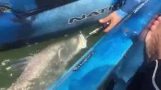 18 July - Seabass Release