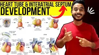 heart tube development embryology | interatrial septum development embryology | development of heart