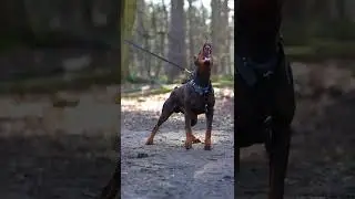world world dangerous dog Doberman dog lover#YouTube#thoughts shorts#trending#sex dog