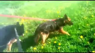 Sch&auml;ferhund-Power: Roxy hat unseren Rex verzaubert | Tierheim 'aktion tier Roggendorf'