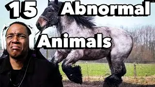 15 Abnormally Large Animals That Actually Exist | Factsopedia (Reaction)