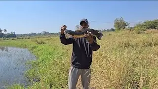 Snakeheadfishing with cheeto frog live attacks on frog#fishingwithsurya