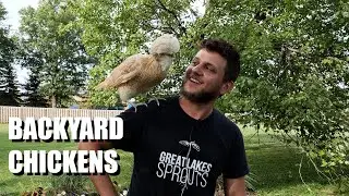 Easy Starting Guide To Having Backyard Chickens: 101 (Polish Breed)