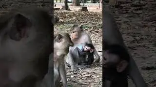 Newborn Baby Monkey Bonding with Mother #monkeybaby #wildlife #adorable