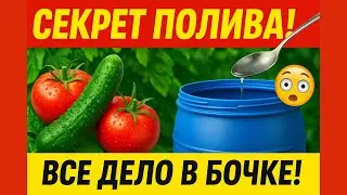 🍅Дачный Лайфхак: Как получить Урожай без Перекорма