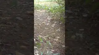 Eurasian Grey SQUIRREL does a runner #shorts #wildlife #ecology #rewilding #biology #biodiversity