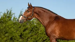 **SOLD** Piro free sportive type Lusitano stallion by Beir&atilde;o AR (REF#815)