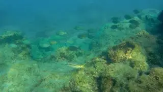 Rhodes Snorkelling 2023 (Ialysos, Ixia, Anthony Quinn bay)