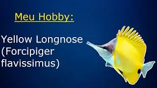 Meu Hobby: Yellow Longnose Butterflyfish!