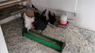 Marans-Spezialfutter/ Milbenfrei