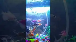 ADD NEW #AquariumSalt#FishTankCare#AquariumLife#HealthyFish#FishKeeping#AquariumTips#Freshwater