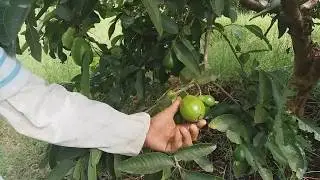 El Cultivo de la Guayaba Pera Roja