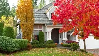 October Glory Maple Tree 4 to 5 Feet High Bare Root Tree October Red Maple Trees For Sale