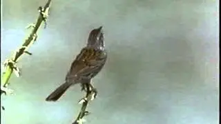 Cassin's Sparrows