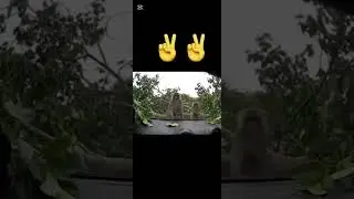 #new #funny #animals #wildlife #funny #monkey #australia #usa #carcrash #viralshort #nature #fun