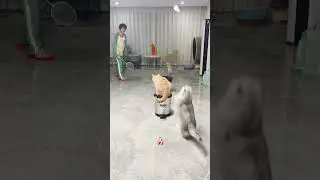 Three Cats' Epic Badminton Fail #catsfunny #petscomedy