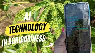 Farm Trends| How an Artificial Intelligence (AI) is Transforming Cassava Agribusiness in Kenya