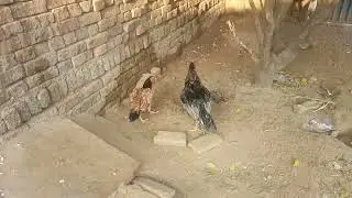 AJ slata r lakha murgi ka vlog upload 🥰 / aseel breeding information ℹ️
