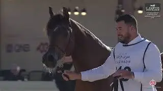 N 218 NIRAH MEIA LUA   7th Souq Waqif International Arabian Horse Show 2026   Mares 11+ Years Old Cl