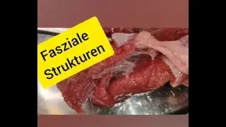 Fasziale Strukturen - Das Fasziengewebe im Detail