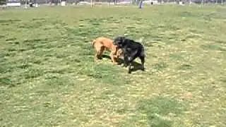 Adelaide Dog Park Black Dog
