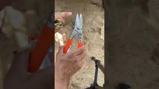 K&eacute;o si&ecirc;u b&eacute;n kapusi