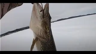Monster Adventures TV - Massive Pike