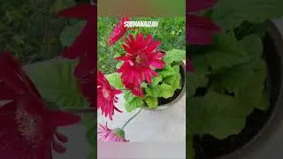 #onepotcooking