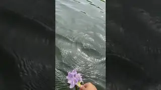 #LakeShorts#LakeLife#RelaxingViewsPeacefulNature#ScenicViews#WaterVibe #calmwaters #viralvideo