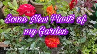 Some new Plants for my garden 🏡😍🌿🌸 winter plant shopping 🛍️
