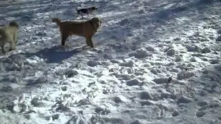 01/04/13 Stewart, Izzy, Dory, Bodie, Grace, Pazzo, Baroo, Daisy, Brody