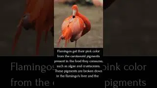 Flamingos: Nature's Living Rainbows #earthlymarvels