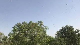 Locust  Attack on the crops