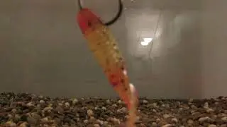Tank test of the Smartbaits Gifted grub (color changing bait)