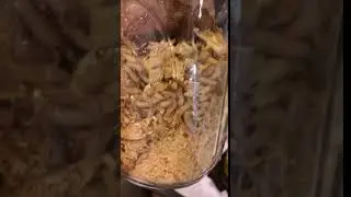 Calliphora vicina maggots