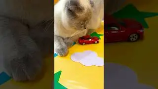 Cat vs Mini Drift Car | You Won&rsquo;t Believe The Reaction!🏎️#MiniDrift #shorts #cars#FunnyCat#toys