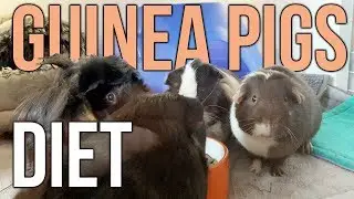 Everything my guinea pigs eat in a day | Popcorning Piggy