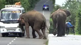 Why You Shouldn't Feed Wildlife: Elephant Edition