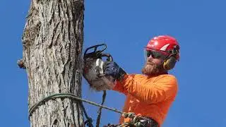 Mondays with Martha #40 - Snag Habitat Demo