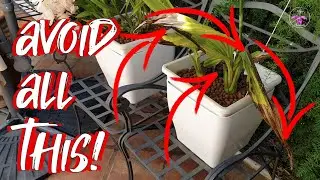 Tips for How NOT to Grow an Orchid 🫣🙄😬 | Outdoor Hardy Orchids | Troubleshooting #ninjaorchids