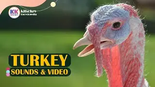Turkey Sounds, Turkey Calling, Turkey sound with video, Turkey sound effect