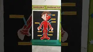 Maqueta giratoria del sistema muscular#manualidades #arte #proyectoescolar #escolares #maquetas