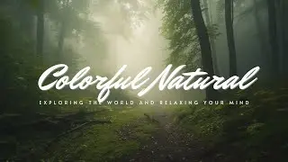 Peaceful Melodies of the Misty Forest: Music for Meditative Moments